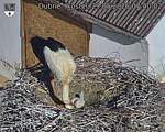 Capi_Dubne_20260529_074002.jpg