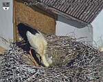 Capi_Dubne_20260529_074503.jpg