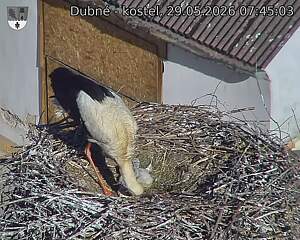 Capi_Dubne_20260529_074503.jpg (1350&nbsp;x&nbsp;1080)