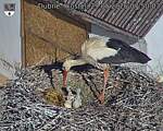 Capi_Dubne_20260529_075003.jpg
