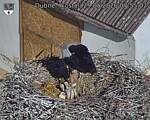 Capi_Dubne_20260529_075502.jpg