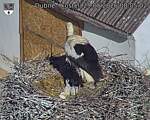 Capi_Dubne_20260529_080502.jpg