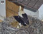 Capi_Dubne_20260529_081504.jpg