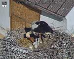 Capi_Dubne_20260529_082004.jpg