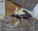 Capi_Dubne_20260529_082504.jpg