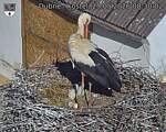 Capi_Dubne_20260529_083002.jpg