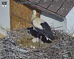 Capi_Dubne_20260529_084002.jpg