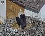 Capi_Dubne_20260529_085004.jpg