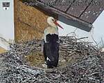 Capi_Dubne_20260529_092503.jpg