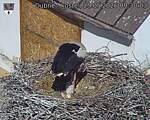 Capi_Dubne_20260529_093003.jpg