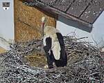 Capi_Dubne_20260529_095503.jpg