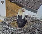 Capi_Dubne_20260529_100503.jpg