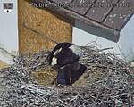 Capi_Dubne_20260529_101003.jpg