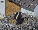 Capi_Dubne_20260529_102503.jpg
