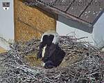 Capi_Dubne_20260529_103003.jpg