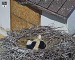 Capi_Dubne_20260529_104003.jpg