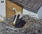 Capi_Dubne_20260529_104502.jpg