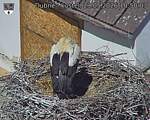Capi_Dubne_20260529_105003.jpg