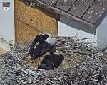 Capi_Dubne_20260529_105503.jpg