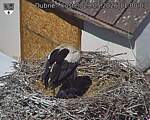 Capi_Dubne_20260529_110003.jpg