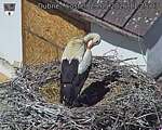 Capi_Dubne_20260529_112503.jpg