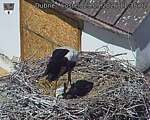 Capi_Dubne_20260529_113502.jpg