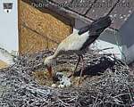 Capi_Dubne_20260529_114003.jpg