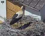 Capi_Dubne_20260529_122003.jpg