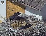 Capi_Dubne_20260529_122503.jpg