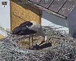Capi_Dubne_20260529_124002.jpg