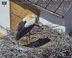 Capi_Dubne_20260529_124503.jpg