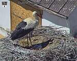 Capi_Dubne_20260529_125003.jpg