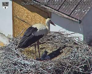 Capi_Dubne_20260529_125502.jpg (1350&nbsp;x&nbsp;1080)