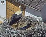 Capi_Dubne_20260529_130003.jpg