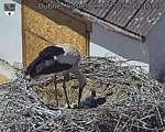 Capi_Dubne_20260529_131503.jpg