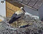Capi_Dubne_20260529_132003.jpg