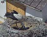 Capi_Dubne_20260529_133003.jpg