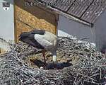 Capi_Dubne_20260529_134003.jpg