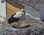 Capi_Dubne_20260529_134503.jpg