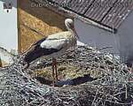 Capi_Dubne_20260529_135503.jpg