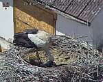 Capi_Dubne_20260529_140003.jpg