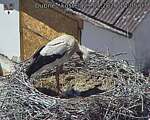 Capi_Dubne_20260529_140503.jpg