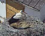 Capi_Dubne_20260529_141002.jpg