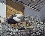 Capi_Dubne_20260529_142003.jpg