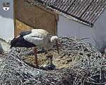 Capi_Dubne_20260529_145003.jpg