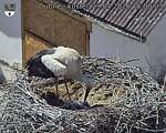 Capi_Dubne_20260529_150003.jpg