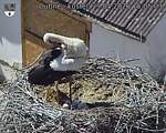 Capi_Dubne_20260529_150503.jpg