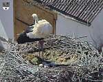 Capi_Dubne_20260529_153503.jpg