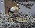 Capi_Dubne_20260529_154003.jpg