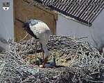Capi_Dubne_20260529_154503.jpg